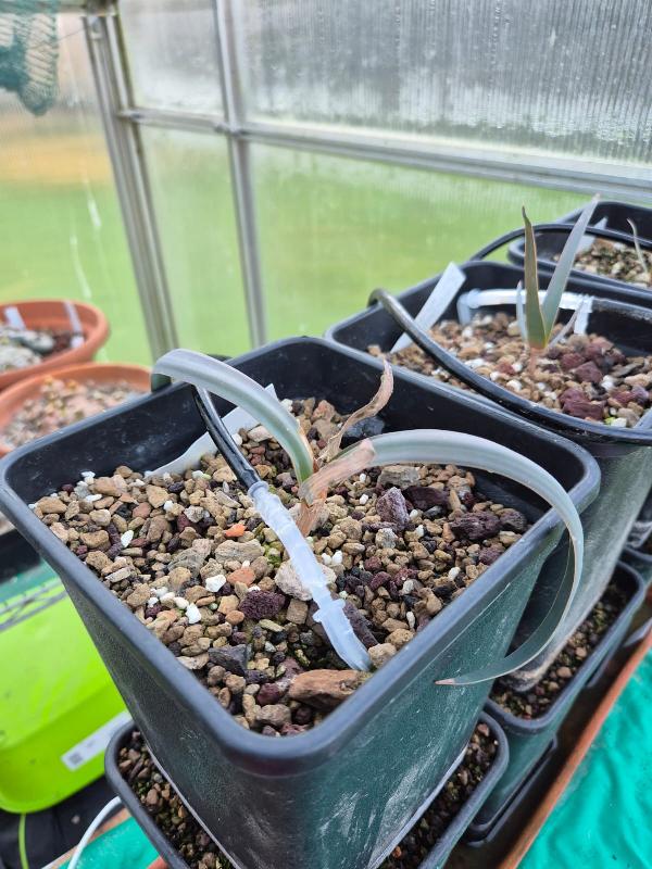 Welwitschia_mirabilis5.jpg